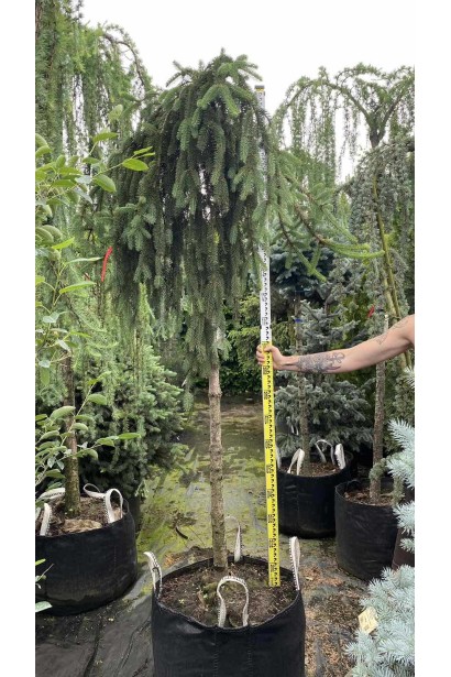 Ель плакучая Инверса на штамбе - ком-110л/вис.190-210см/Ø100-110см/ШТАМБ 180см/обхват 14-16см